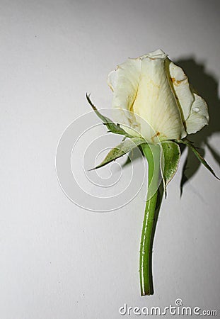 One white roses Stock Photo