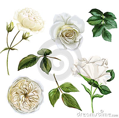 White roses and leaves set, watercolor hand drawn vector illustration Vector Illustration