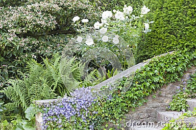 White roses by a stone stairs covered by flowers and ivy . Stock Photo