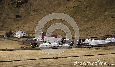 Traditional farming in Iceland. White round bales with grass lying near a farm on a dry yellow grass in Iceland Stock Photo