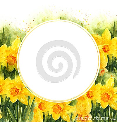 White round frame on watercolour background with spring yellow narcissus, hand drawn illustration Cartoon Illustration