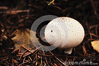 White round mushroom on dry fallen pine needles background Stock Photo