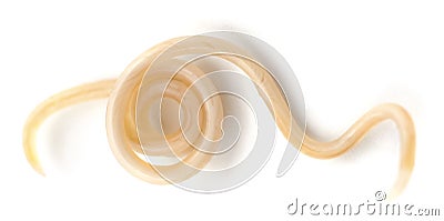 White roundworm parasite Stock Photo