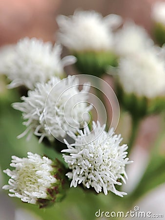 White royal flower Stock Photo