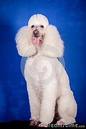 White Royal poodle on blue Stock Photo