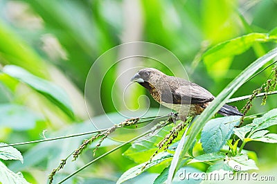 White-rumped Munia Stock Photo