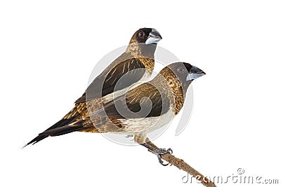 White-rumped Munia Stock Photo