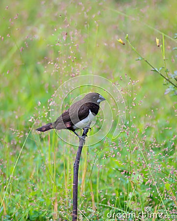 White-rumped munia perched on a small branch Stock Photo