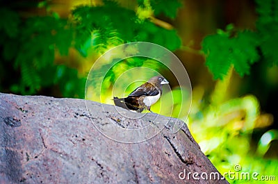 White-Rumped Munia or White Rumped Mannikin - Lonchura striata Stock Photo