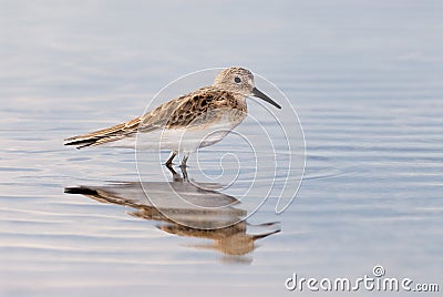 White-rumped Sandpiper Stock Photo