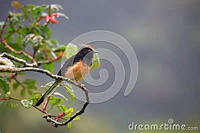 White-Rumped Shama (Copsychus malabaricus) Stock Photo