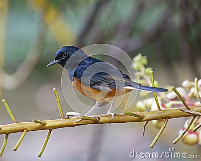 Thrush White-rumped Stock Photo