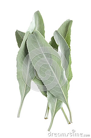 White sage leaves Stock Photo