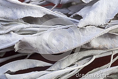 White sage Stock Photo