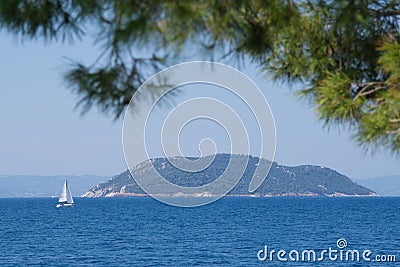 A white sailboat sail on the sea. Photo-captured through the branches of the pine Stock Photo