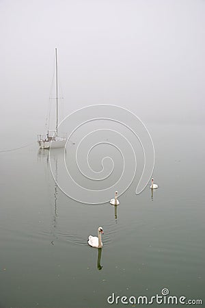 White Sailing Boat And 3 Swans in The Fog Stock Photo