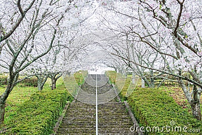 white sakura blossom tunnel stair at Izumi Shikibu Park, Kashima Stock Photo