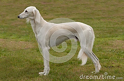 White Saluki or gazelle hound Stock Photo