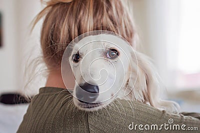 Saluki owner. Love for pet. White Saluki sighthound gazehound resting head on the shoulder of a girl. White Persian Stock Photo