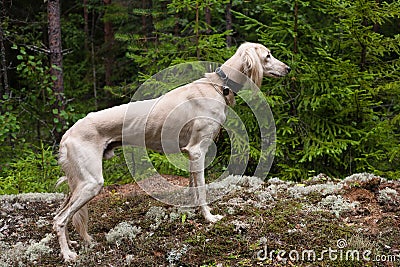 White saluki Stock Photo