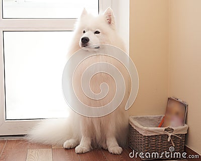 A white Samoyed dog sitting near the door waiting for the owner Stock Photo