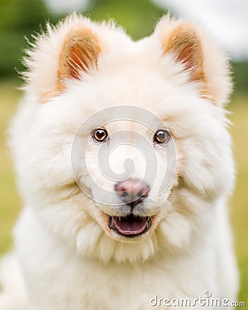 A White Samoyed Puppy looking at the camera with head slightly down Stock Photo