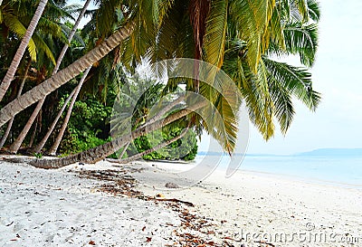 White Sandy Beach with Azure Water with Row of Coconut Trees and Greenery - Vijaynagar, Havelock, Andaman Nicobar, India Stock Photo
