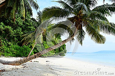 White Sandy Beach with Azure Water with Slanting Coconut Tree and Greenery - Vijaynagar, Havelock, Andaman Nicobar, India Stock Photo