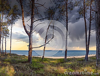 white sandy beach - view through the dune forest to the Baltic Sea between Zinnowitz and Zempin on the island of Usedom Stock Photo