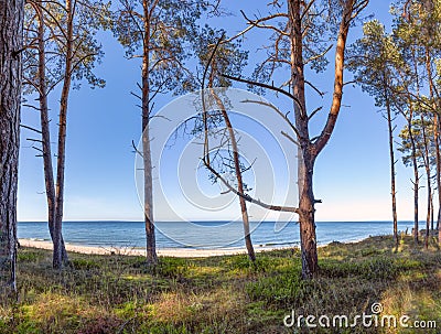 white sandy beach - view through the dune forest to the Baltic Sea between Zinnowitz and Zempin on the island of Usedom Stock Photo