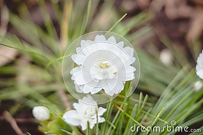 White Sanguinaria flower on the ground Stock Photo