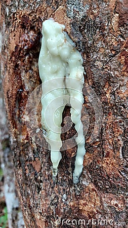 White sap latex comes out from Styrax sumatrana paralelloneurum frankincense tree trunk Stock Photo