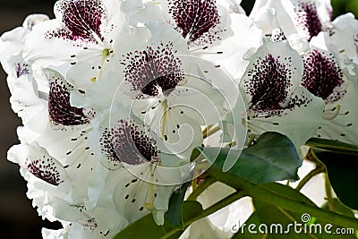 White Sappho Rhododendron Stock Photo