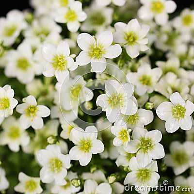 White Saxifrage Flowers Stock Photo