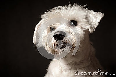 White schnauzer dog portrait Stock Photo