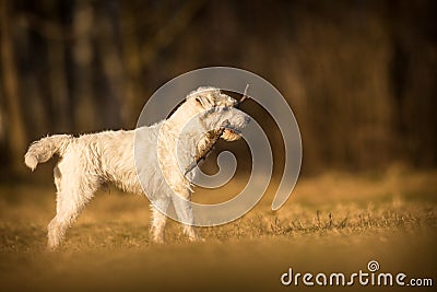 White schnauzer dog Stock Photo
