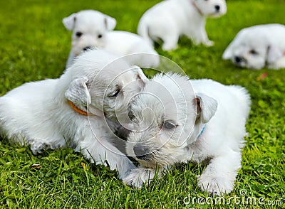 White schnauzer puppies Stock Photo