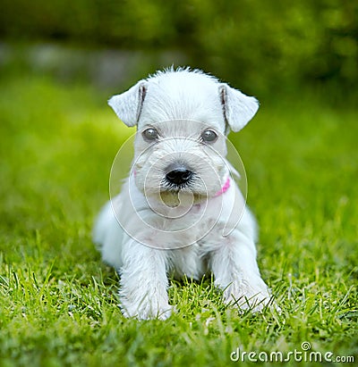 White schnauzer puppy Stock Photo