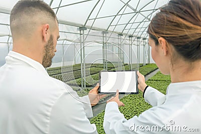 White screen Tablet greenhouse. Agricultural Engineers using tab Stock Photo