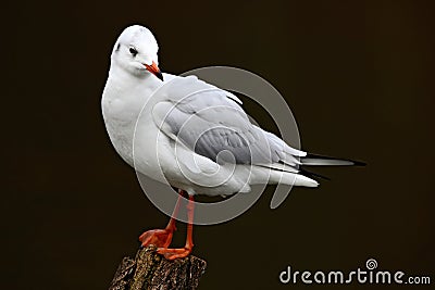 White sea bird in the river habitat. Gull sitting on the branch. Black-headed Gull, Chroicocephalus ridibundus, in dark water Stock Photo