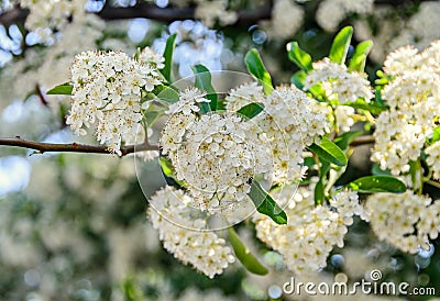 White Sea Buckthorn berry flowers, shrub with branches and green Stock Photo