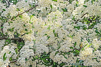 White Sea Buckthorn berry flowers, shrub with branches and green Stock Photo