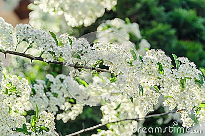 White Sea Buckthorn berry flowers, shrub with branches and green Stock Photo