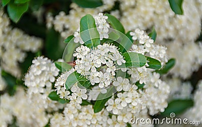 White Sea Buckthorn berry flowers, shrub with branches and green Stock Photo
