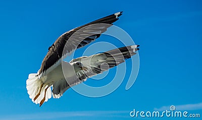 Birds in the sky Stock Photo