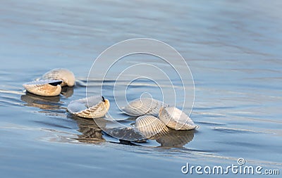 Sea shells at low tide on the beach on Hilton Head Island, South Carolina Stock Photo