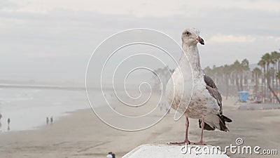 White seagull, California pacific ocean beach. Lovely bird close up on pier in Oceanside. Stock Photo