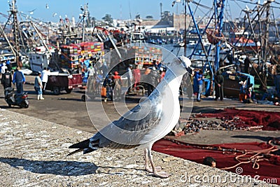 Seagull in Essaouira port, morocco Editorial Stock Photo