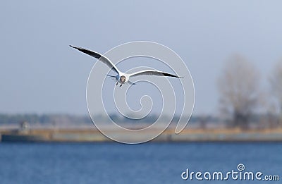 White seagull flies on blue sky Stock Photo