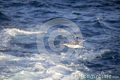 White seagull flying over mediterranean sea. Stock Photo